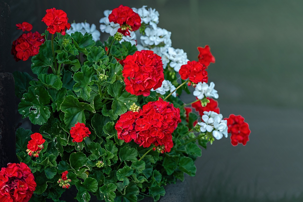 Arredare con i gerani, idee e spunti per gli spazi esterni