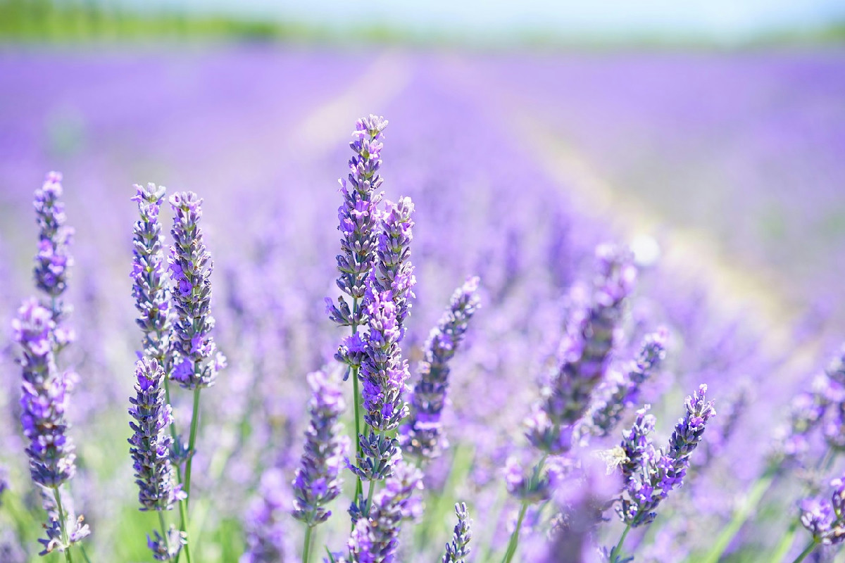 Hai mai visto aiuole con sassi e lavanda? Il dettaglio che trasforma ogni giardino senza fatica